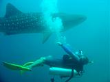 Djibouti - Pinuccio e Doni in immersione con Squalo Balena - 08